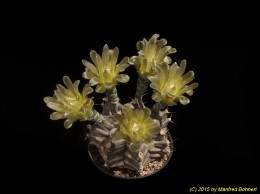 Gymnocalycium mihanovichii 325